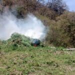 DESTRUYEN MÁS DE 25 MIL PLANTAS DE MARIHUANA EN MASCOTA, JALISCO