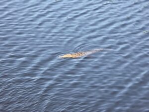 bd29cb83-7848-408c-ae4f-299c8b363811