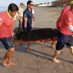 Localizan el cuerpo del turista atacado por un cocodrilo en Puerto Vallarta