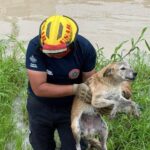 Rescate exitoso de dos caninos en Parque Las Palmas