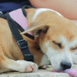 Gobierno Municipal lleva atención veterinaria gratuita a Ixtapa