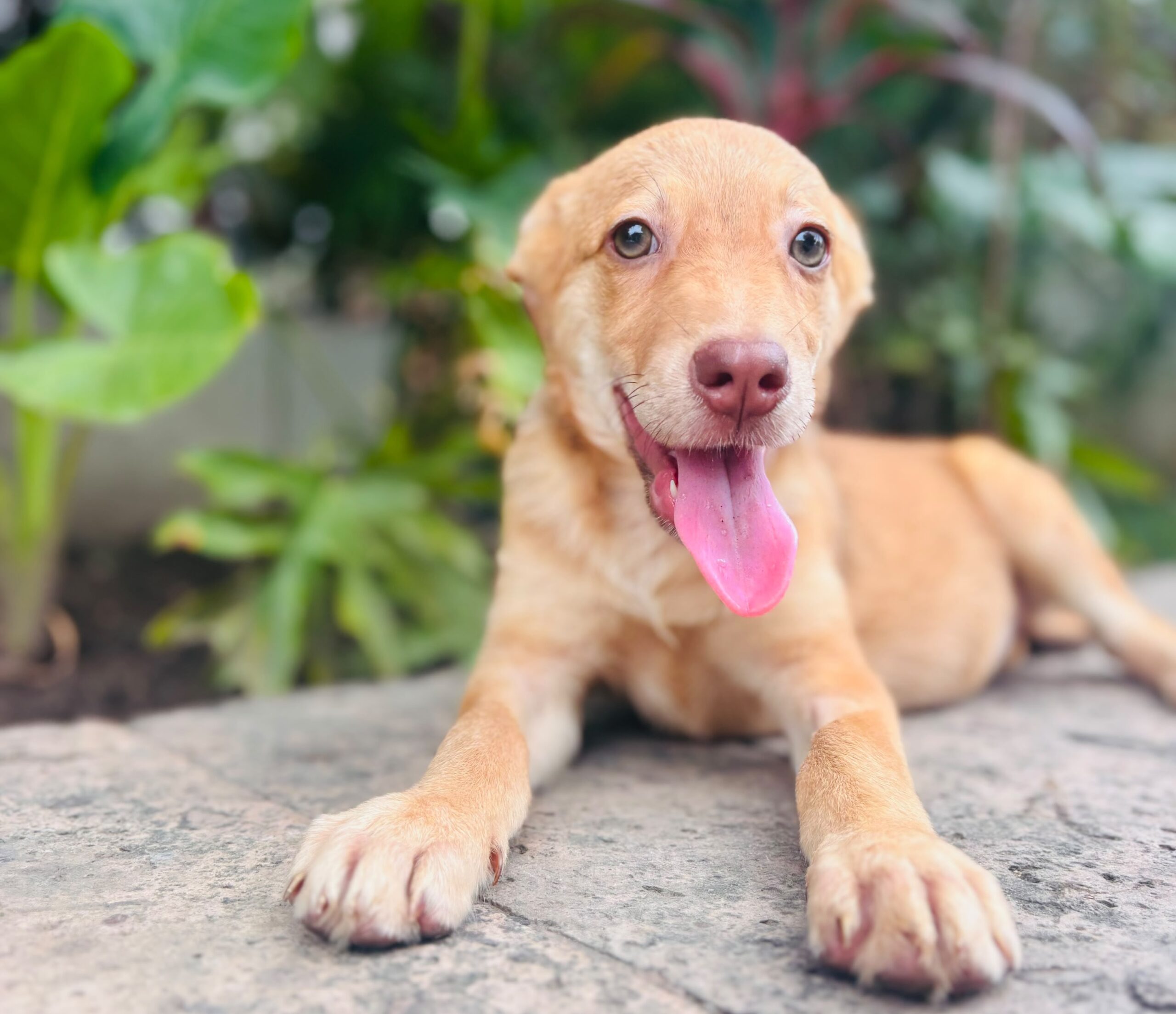 ¡Invita Bienestar Animal a jornadas de adopciones durante julio!
