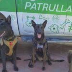 Unidad K9 fortalece las labores de seguridad y protección en Bahía de Banderas