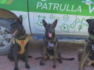 Unidad K9 fortalece las labores de seguridad y protección en Bahía de Banderas
