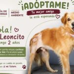 Gobierno de Bahía de Banderas impulsa la adopción responsable de “Leoncito”