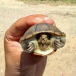 Ponen a salvo a otra tortuga casquito de Vallarta