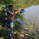 Sostenibilidad Ambiental rescata cuatro tortugas casquito de Vallarta en la Laguna del Coapinole