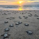 Invita Gobierno Municipal a vivir la experiencia de liberar tortugas marinas