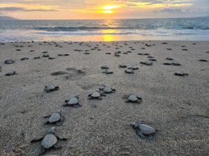 Invita Gobierno Municipal a vivir la experiencia de liberar tortugas marinas