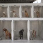 Gobierno municipal y Rescatando amor AC rehabilitan jaulas del Centro de Control Animal